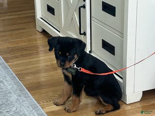 Rottweiler dogs Mango - Ad 9
