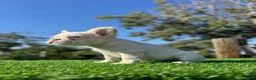 French Bulldog dogs for sale: Jake Paul the Fluffy - Ad 5
