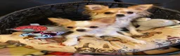 Chihuahua dogs for sale: Chihuahua 1 - Ad 5