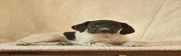 German Shorthaired Pointer dogs for sale: Molly  - Ad 4