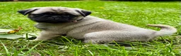 Pug dogs for sale: Nicky - Ad 5