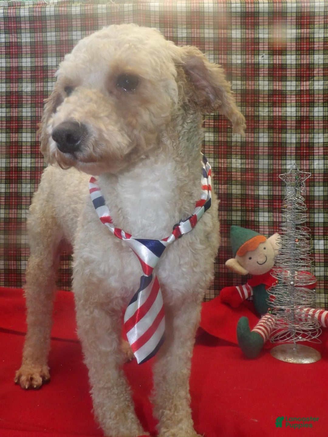 Bichpoo dogs for sale: Mike - Ad 1