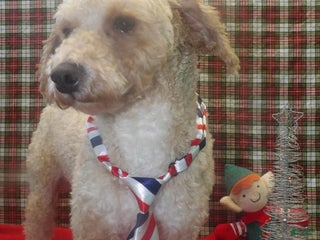 Bichpoo dogs Mike - Ad 29