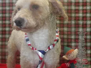 Bichpoo dogs Mike - Ad 28