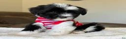 Sheepadoodle dogs for sale: Bonita - Ad 3