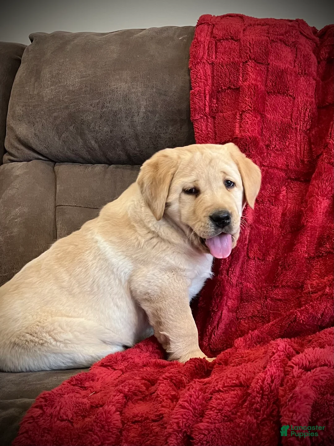 Labrador Retriever dogs for sale: Oscar - Ad 2