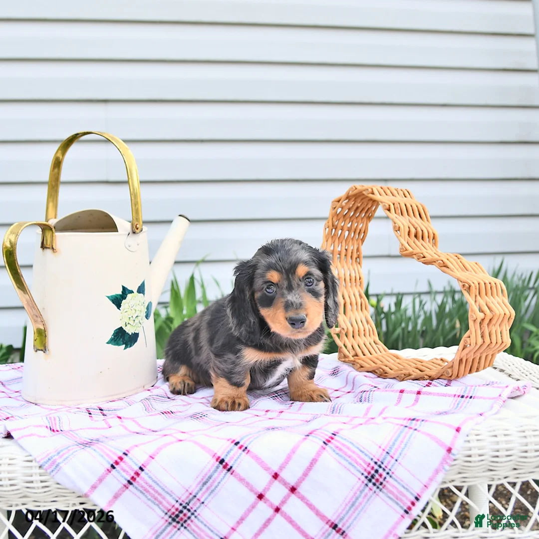 Dachshund dogs for sale: General - Ad 2