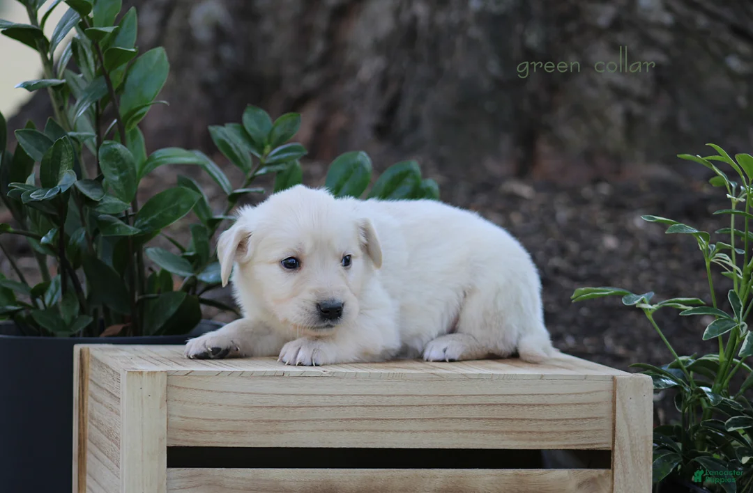 Golden Retriever dogs for sale: Golden Retriever Green Collar - Ad 4