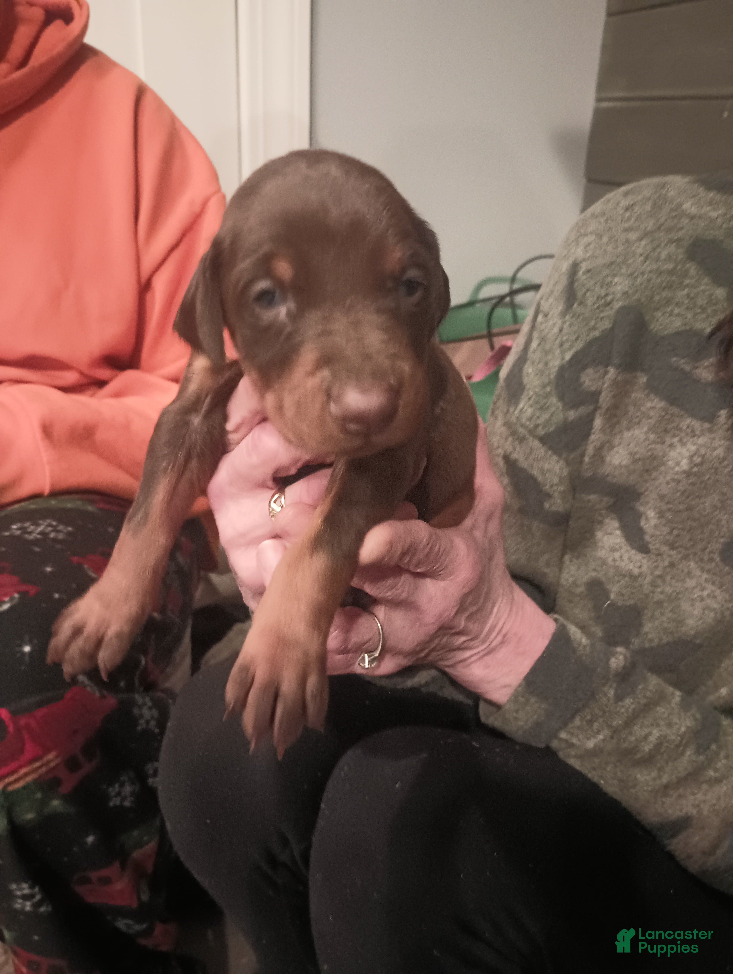 Doberman Pinscher dogs Princess  - Ad 38
