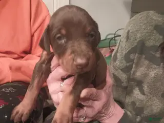 Doberman Pinscher dogs Princess - Ad 37