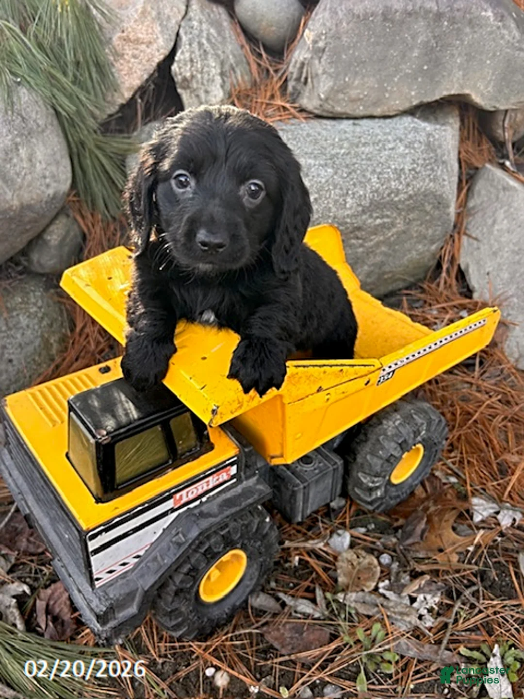 Miniature Dachshund dogs for sale: Oslo - Ad 3