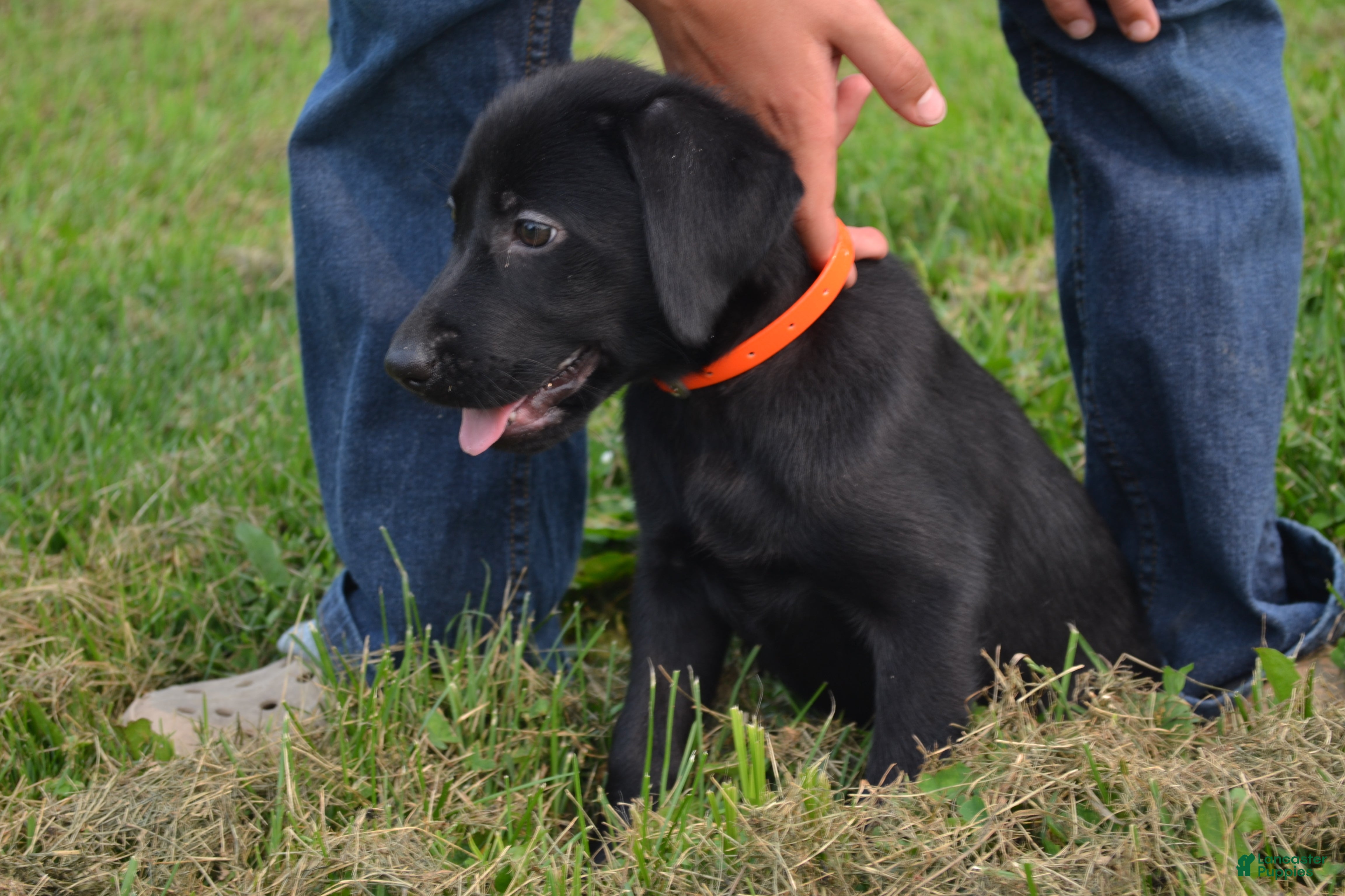 Labrador Retriever dogs Ila - Ad 40