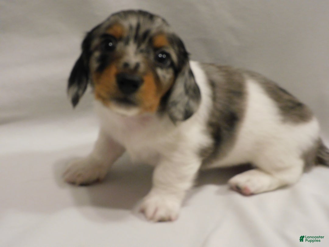 Miniature Dachshund dogs for sale: LMA's ChampionDoxie Snoop Dogg - Ad 37