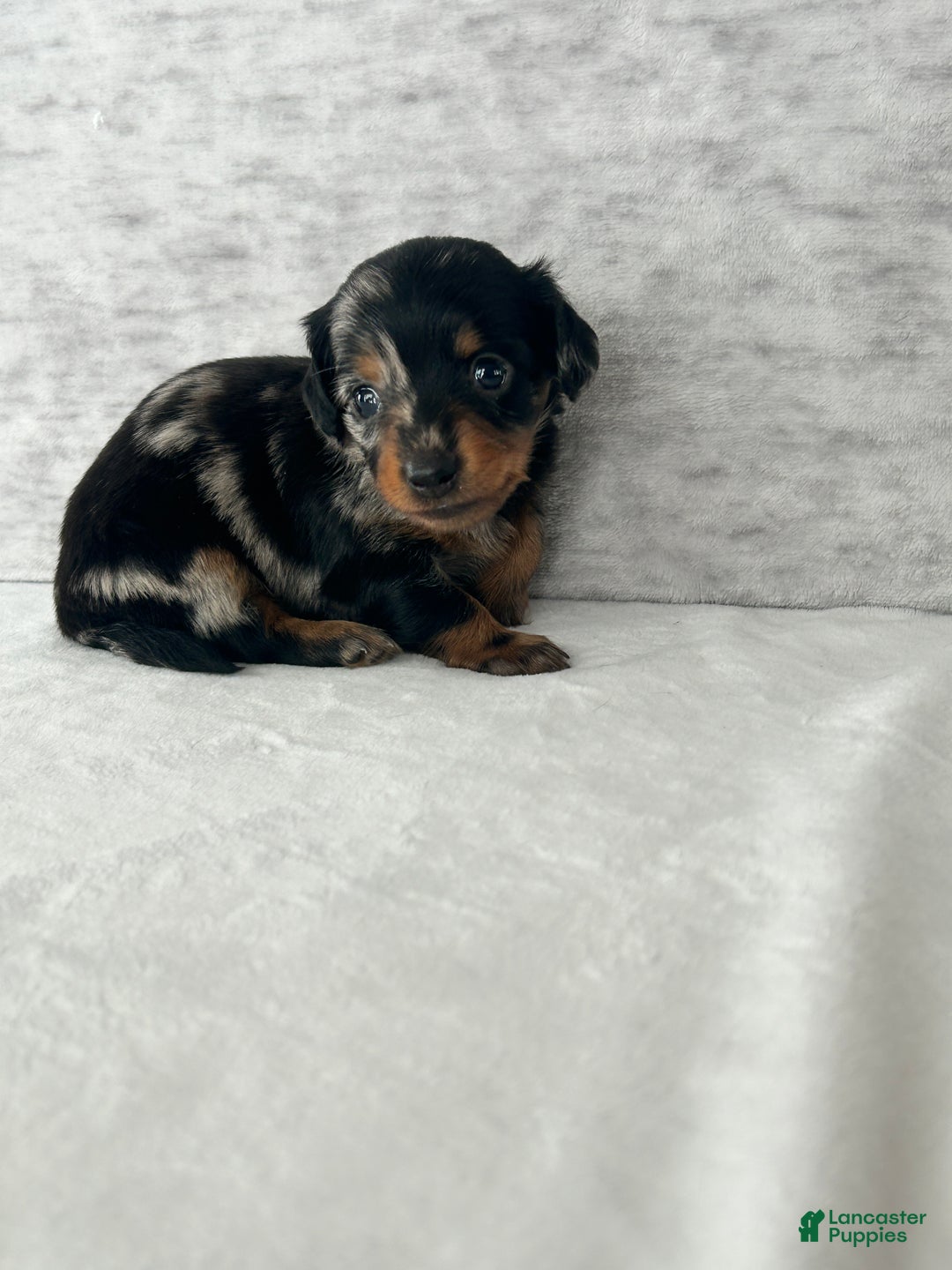 Miniature Dachshund dogs for sale: Wynston the Miniature Dachshund. - Ad 10