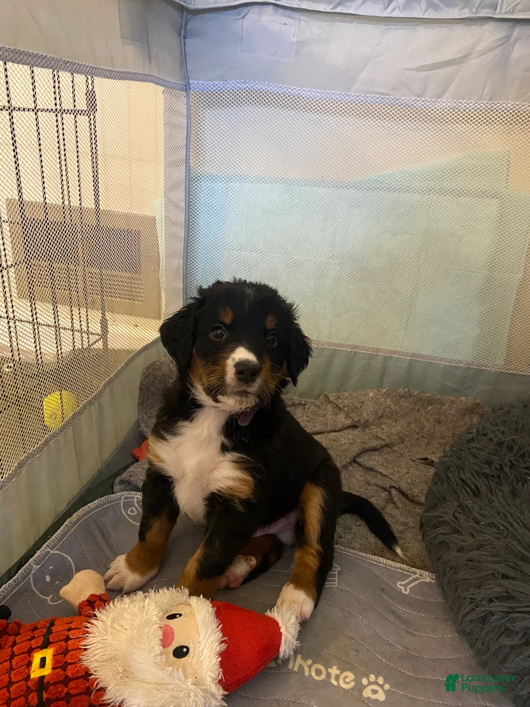 Bernedoodle dogs for sale: Bernedoodle Puppy 1 - Ad 12