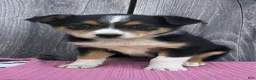 Mixed Breed dogs for sale: Monroe - Ad 1