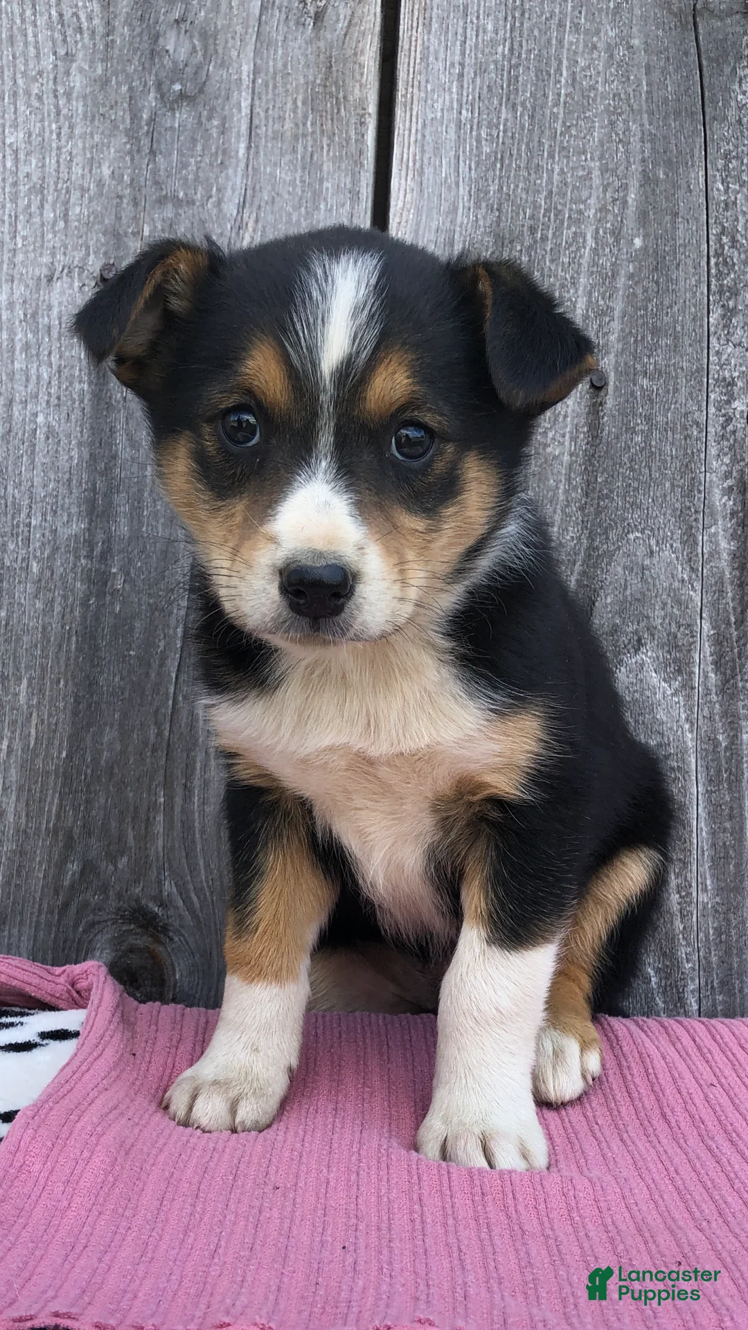 Mixed Breed dogs for sale: Monroe - Ad 1