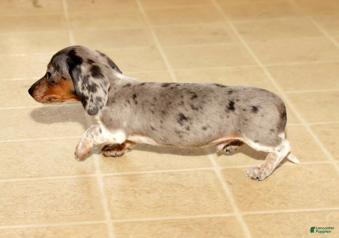 Miniature Dachshund dogs for sale: Mason - Ad 9