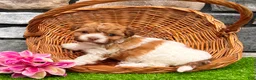 Havanese dogs for sale: Lexy - Ad 4