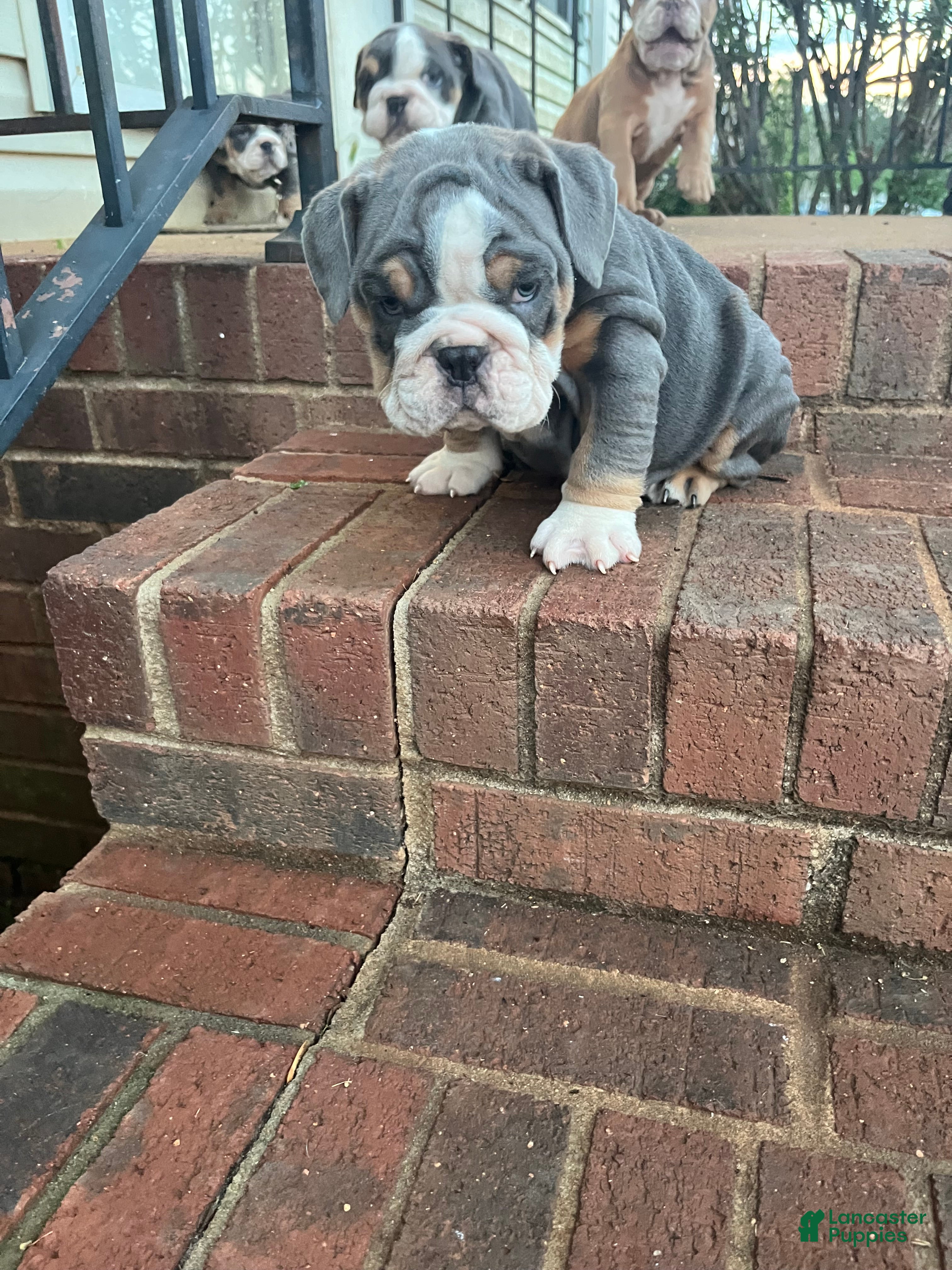 English Bulldog Puppy 4