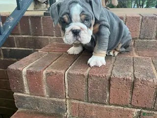 English Bulldog dogs English Bulldog Puppy 4 - Ad 6