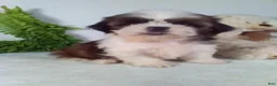 Shih Tzu dogs for sale: Baxter - Ad 5