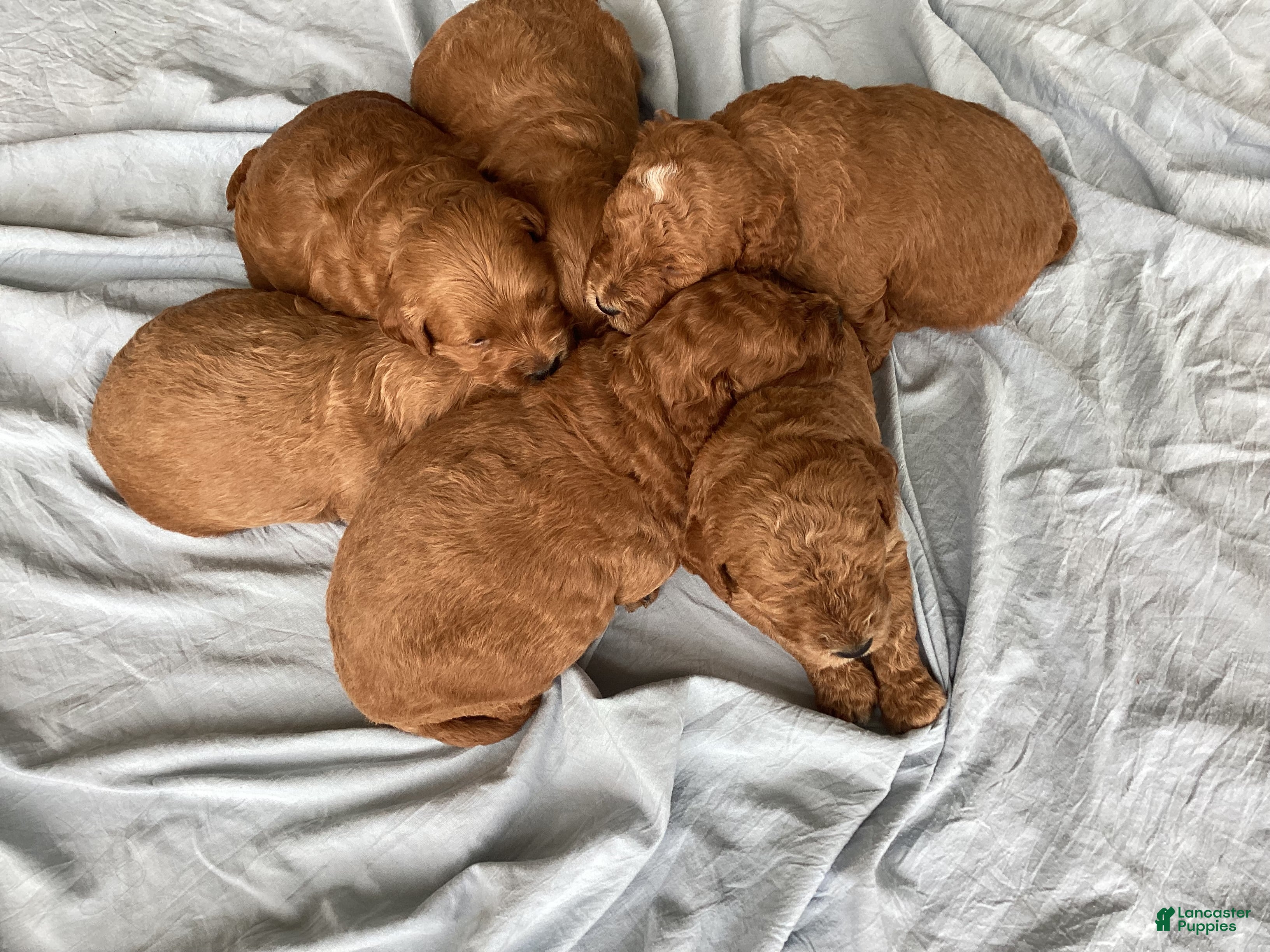 Mini Goldendoodle dogs Mini Goldendoodle “Benji” - Ad 2