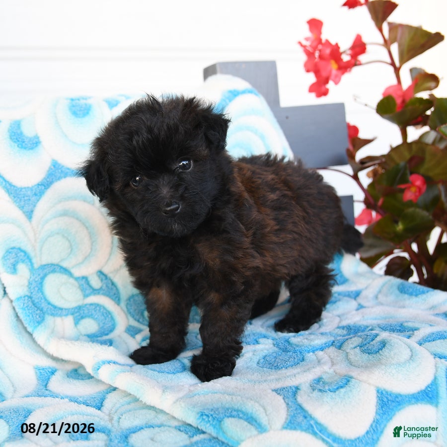 Havapoo dogs Mocha - Ad 2