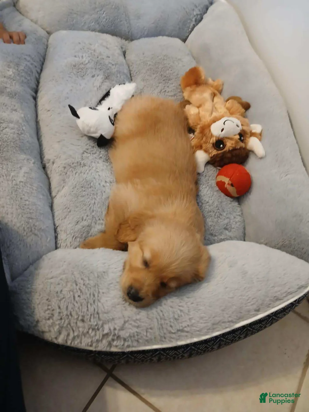 Golden Retriever dogs for sale: Grace - Ad 1