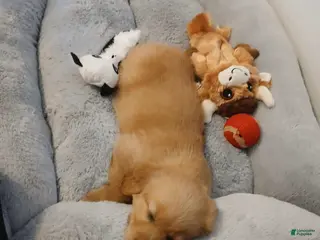 Golden Retriever dogs Grace - Ad 19