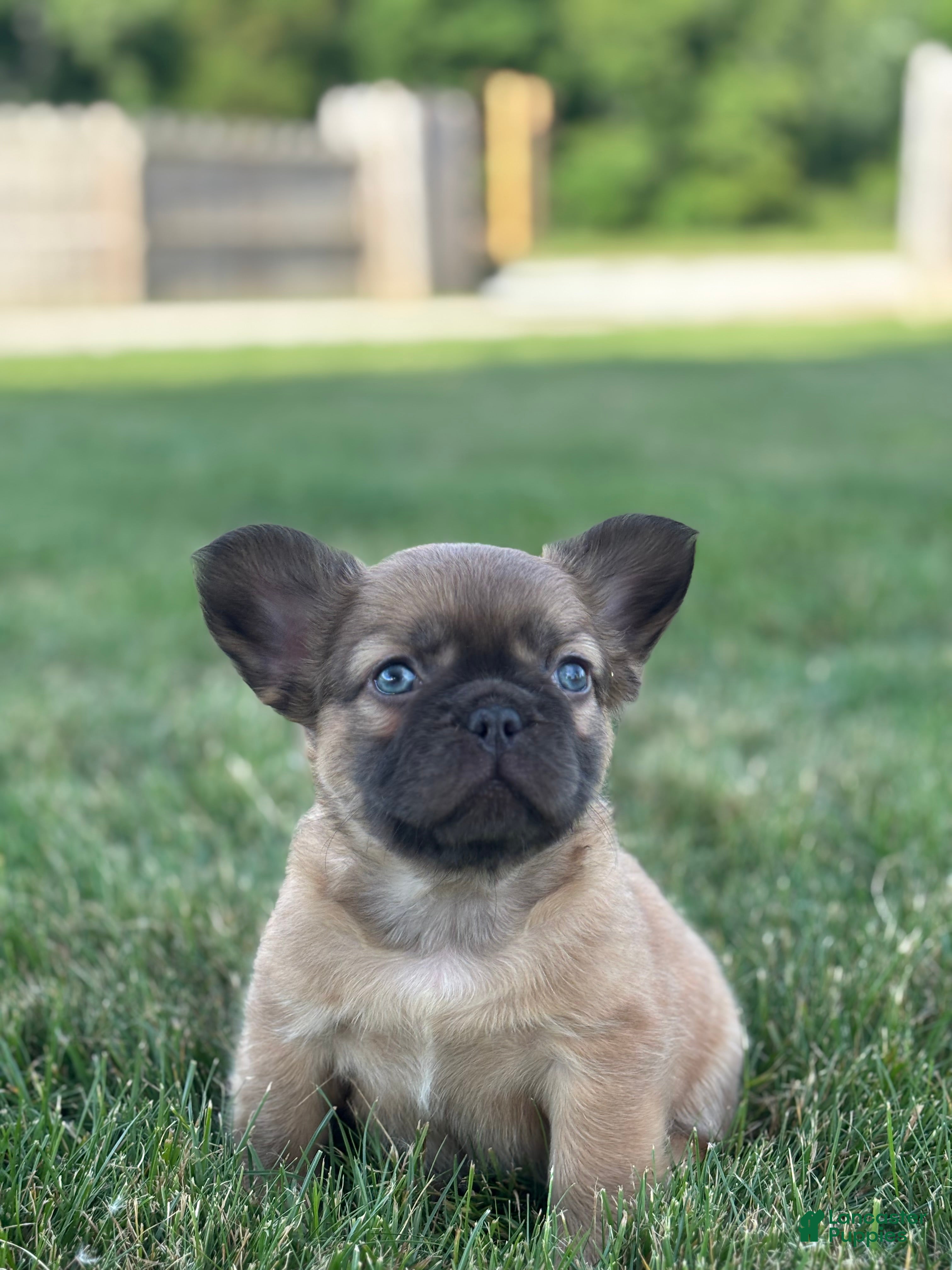 French Bulldog dogs for sale: Happy Fluffy Health Clear - Ad 3