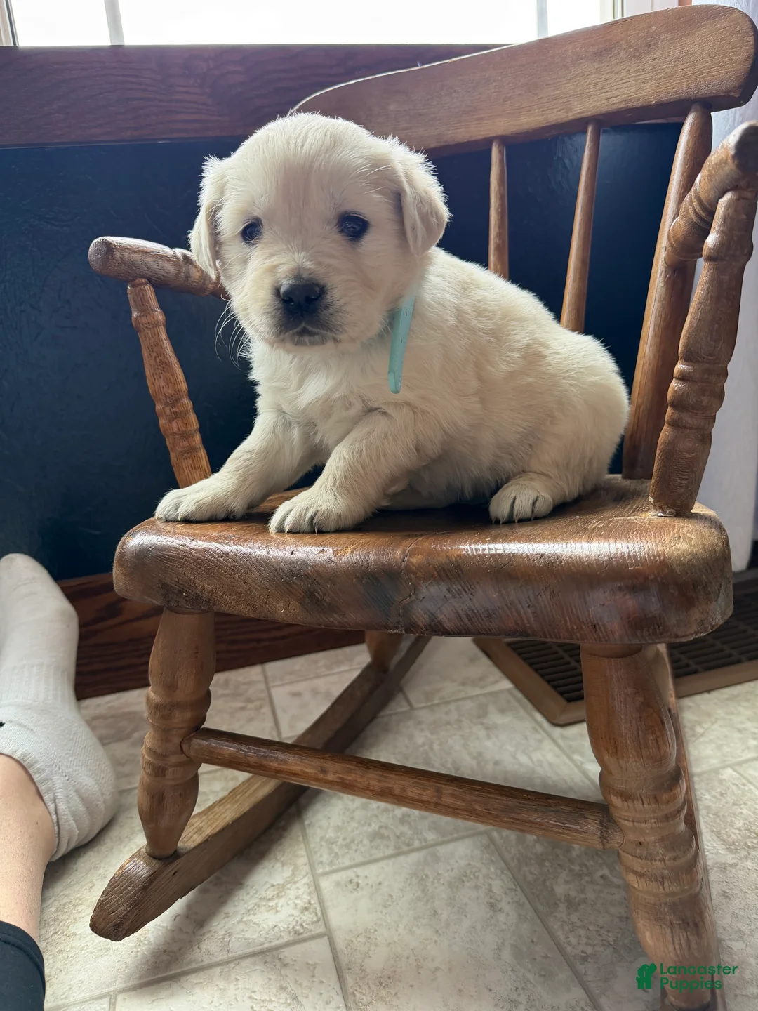 Golden Retriever dogs for sale: Baylee - Ad 1