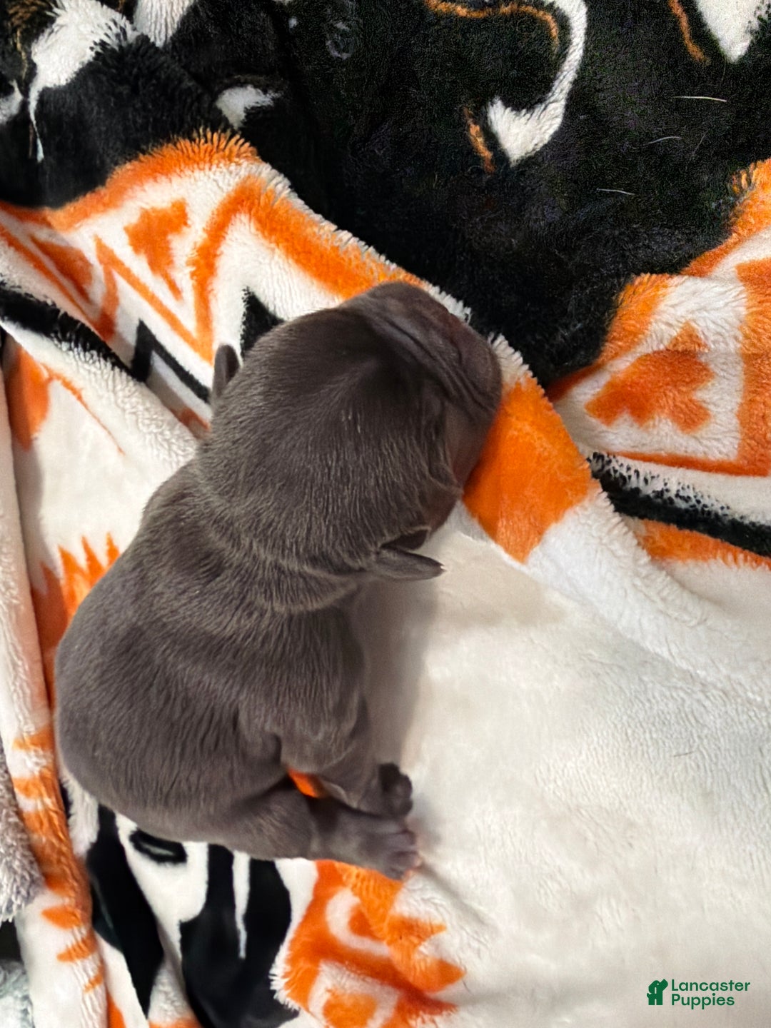 French Bulldog dogs for sale: French Bulldog Puppy 2 - Ad 1