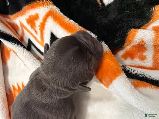 French Bulldog dogs French Bulldog Puppy 2 - Ad 3