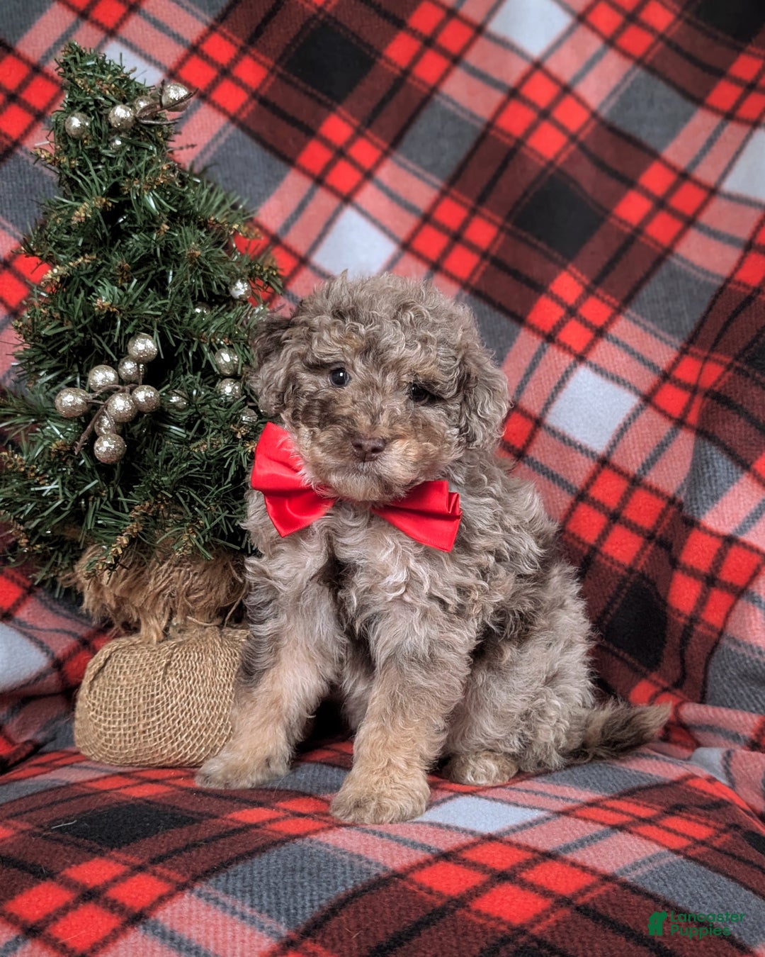 Mini Bernedoodle dogs for sale: Admiral Hypoallergenic - Ad 3