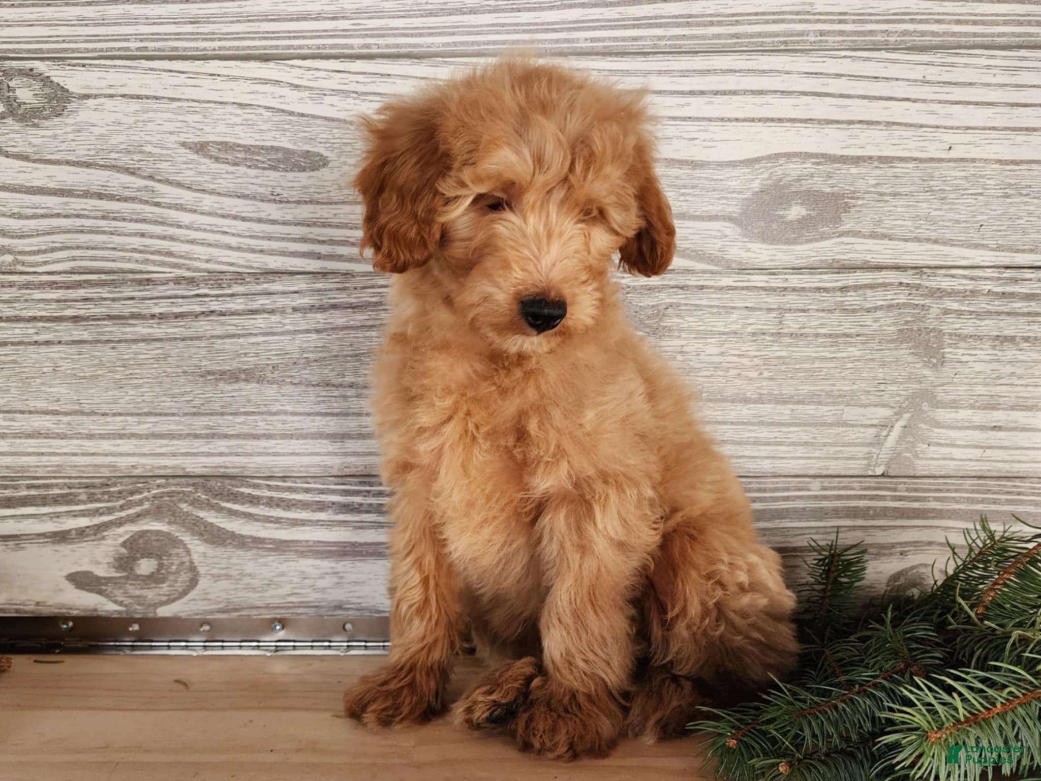 Mini Goldendoodle dogs Reno - Ad 28