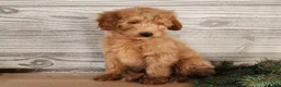 Mini Goldendoodle dogs for sale: Reno - Ad 1