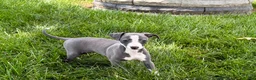 Italian Greyhound dogs for sale: Fiona - Ad 11