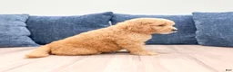 Mini Goldendoodle dogs for sale: Lennon - Ad 4