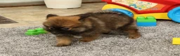 Pomeranian dogs for sale: Mandy - Ad 9