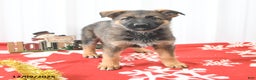 German Shepherd dogs for sale: Laurel - Ad 1