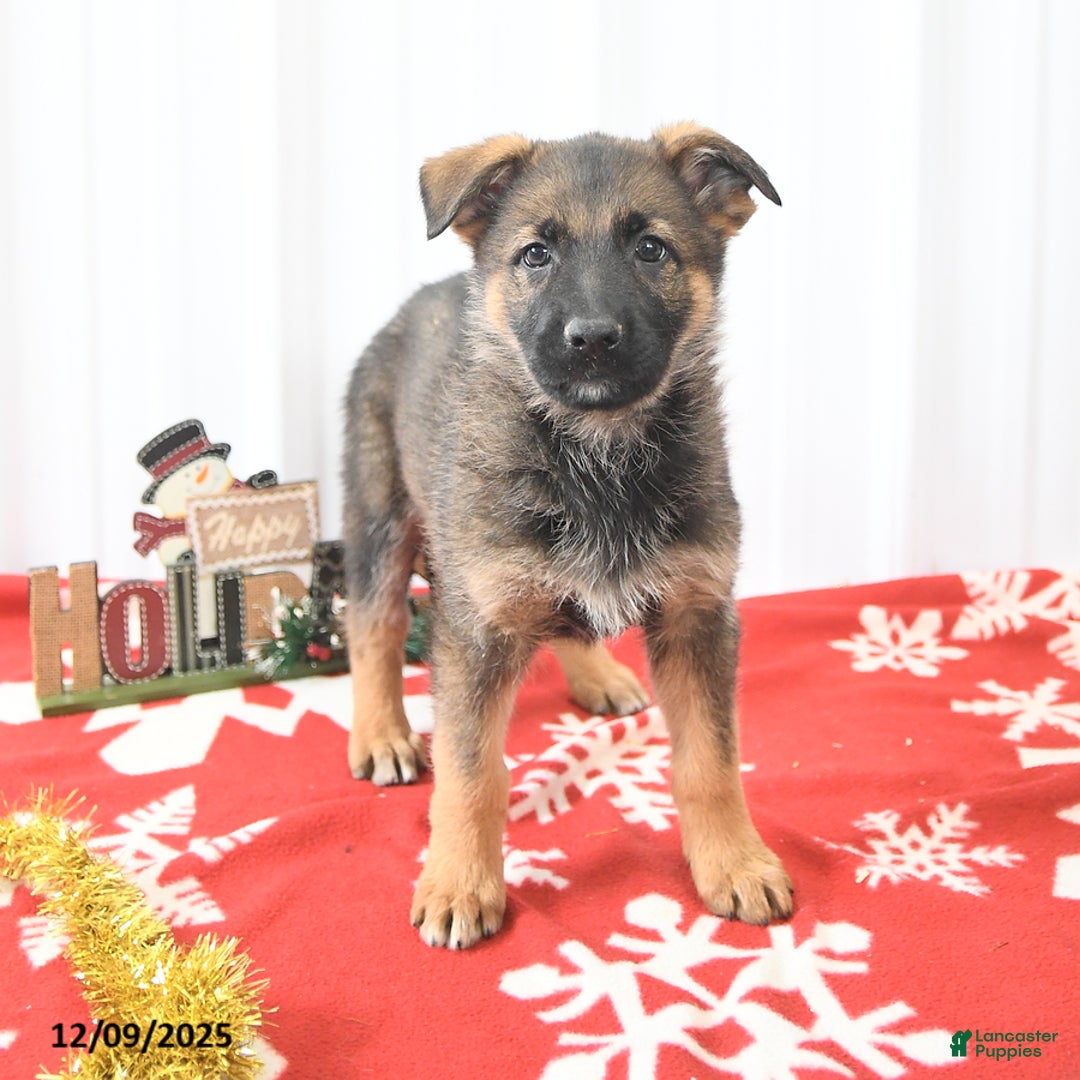German Shepherd dogs for sale: Laurel - Ad 1