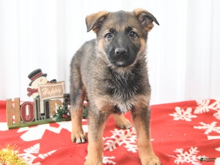 German Shepherd dogs Laurel - Ad 23