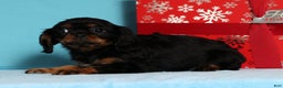 Cavalier King Charles Spaniel dogs for sale: Dasher - Ad 4