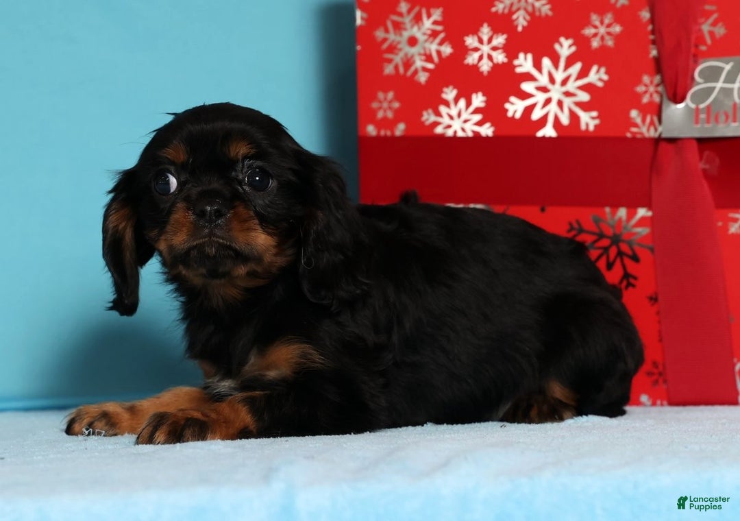 Cavalier King Charles Spaniel dogs for sale: Dasher - Ad 4