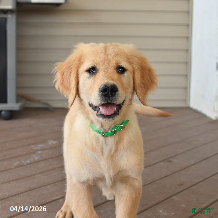 Golden Retriever dogs Max - Ad 2