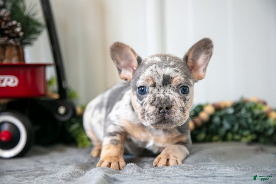 Mixed Breed dogs for sale: Max - Ad 3