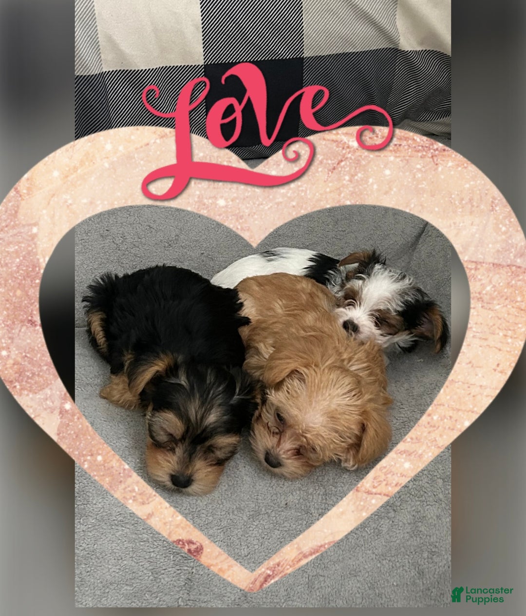 Yorkiepoo dogs for sale: TOY Size Willow - Ad 8