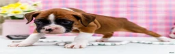 Boxer dogs for sale: Charity - Ad 5