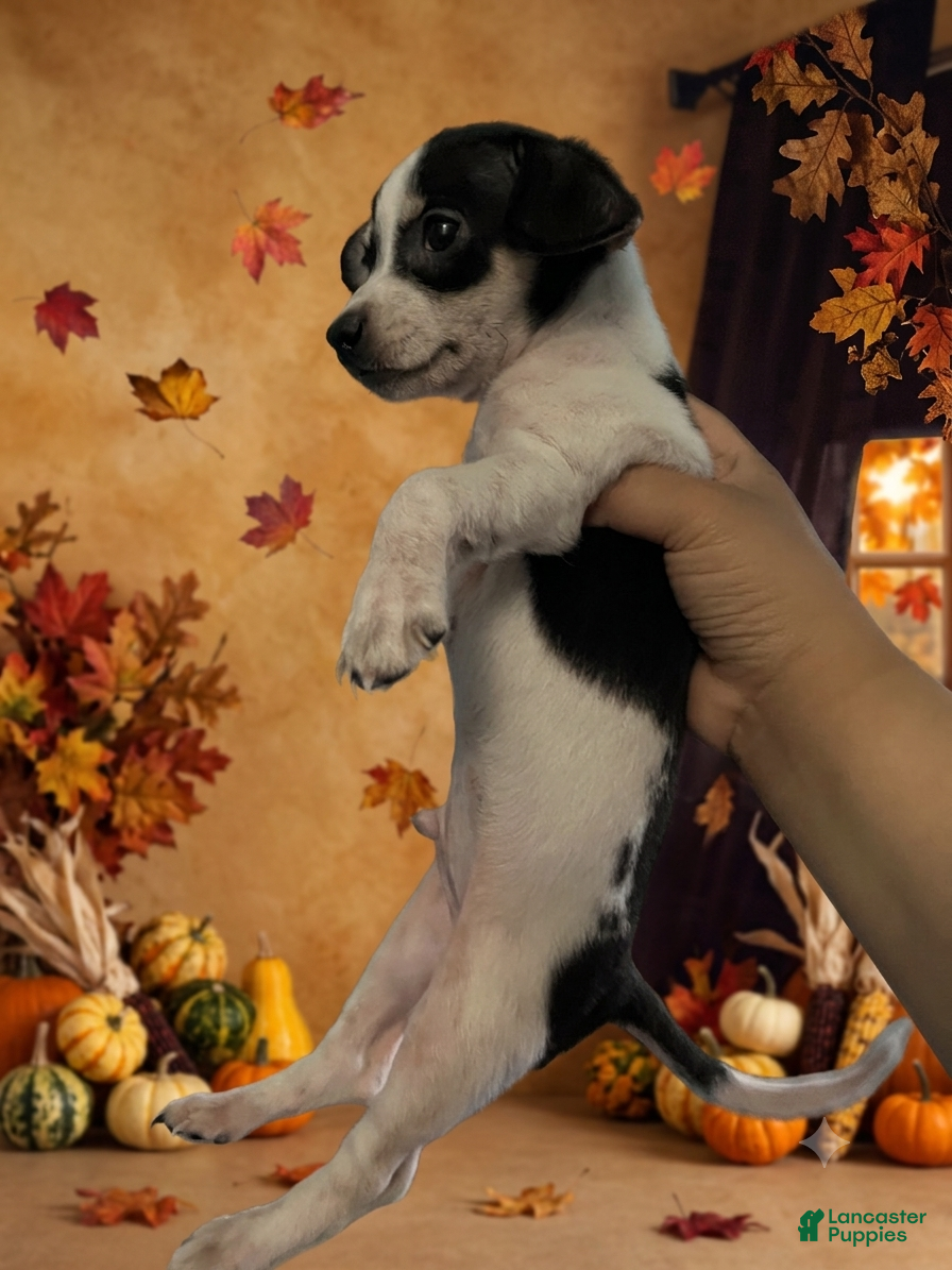Chihuahua dogs Chihuahua 1 - Ad 26